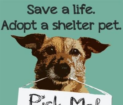 save_a_life_adopt_a_shelter_pet